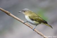 Red-eyed Vireo