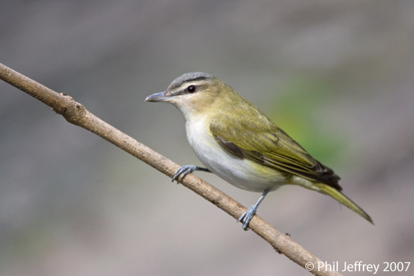 Red-eyed Vireo