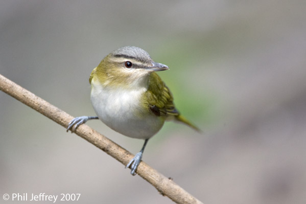Red-eyed Vireo