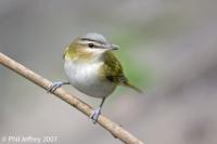 Red-eyed Vireo