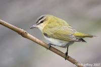 Red-eyed Vireo