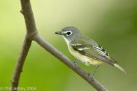 Blue-headed Vireo