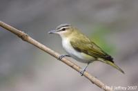 Red-eyed Vireo