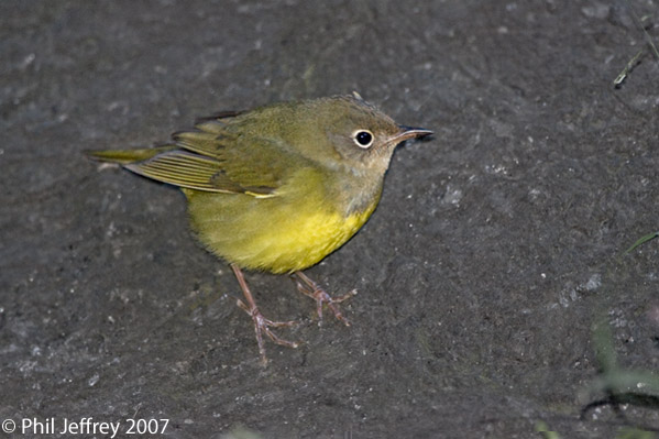 Connecticut Warbler