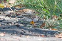 Chipping Sparrow