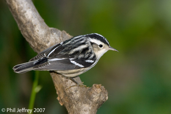 Black-and-white Warbler