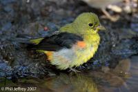 Scarlet Tanager