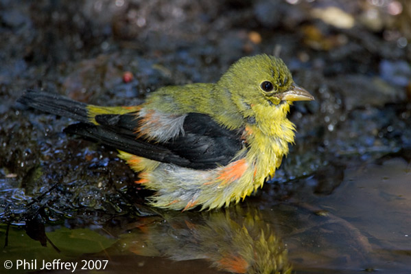 Scarlet Tanager