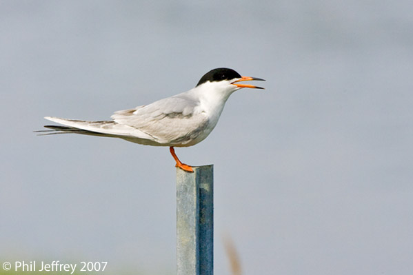 Forster's Tern