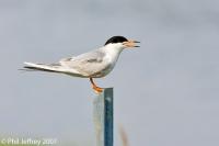 Forster's Tern