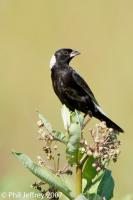 Bobolink