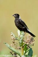 Bobolink