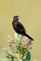 Bobolink