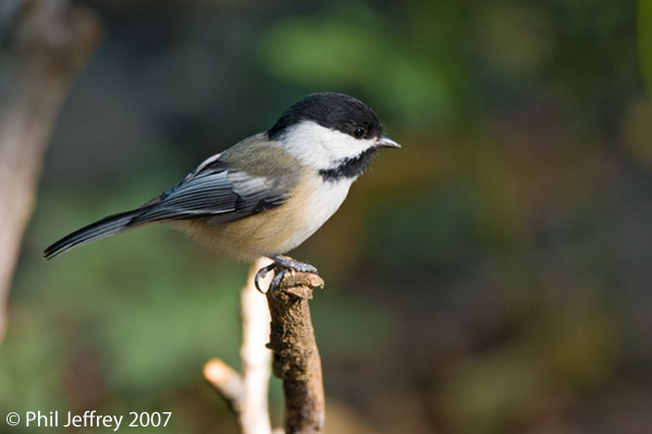 Black-capped Chickadee