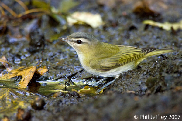 Red-eyed Vireo