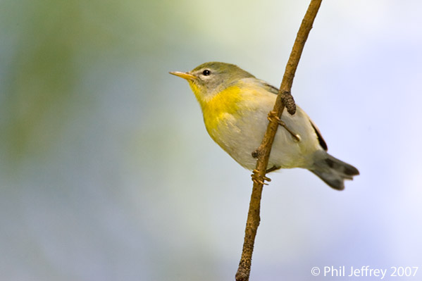 Northern Parula