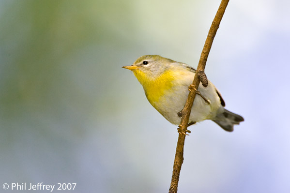 Northern Parula