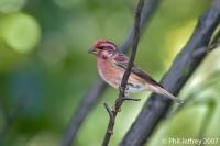 Purple Finch