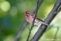 Purple Finch