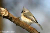 Tufted Titmouse