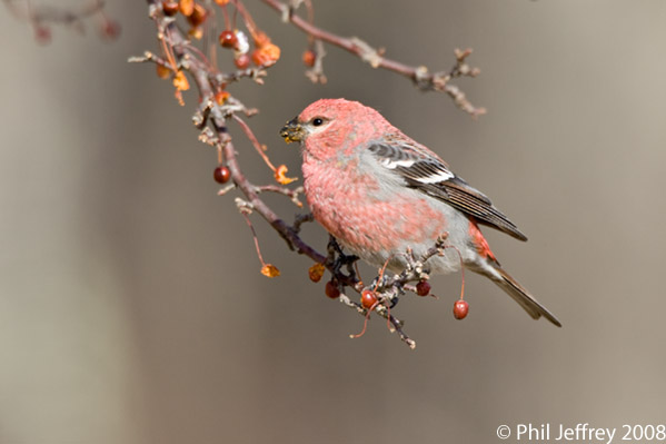 Pine Grosbeak