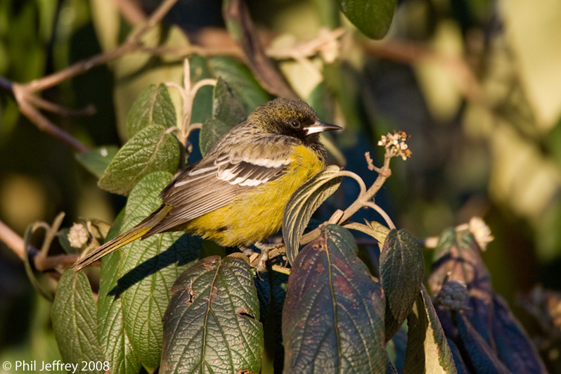 Scott's Oriole