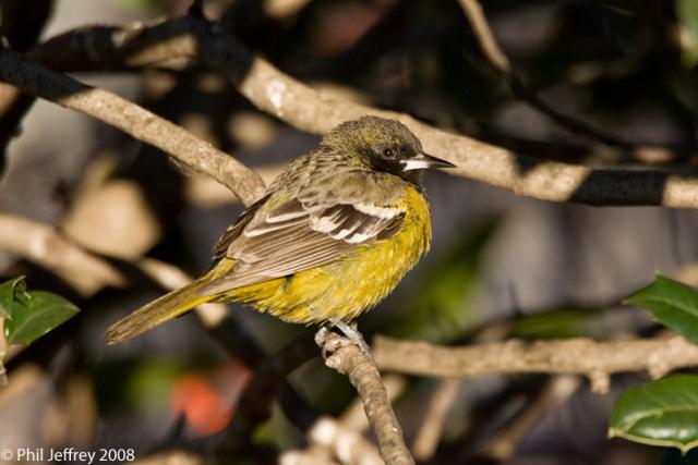 Scott's Oriole