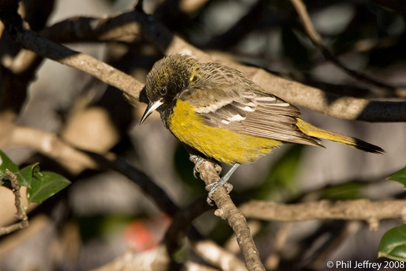 Scott's Oriole