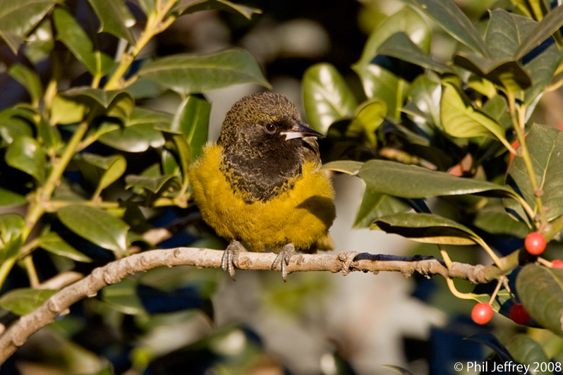 Scott's Oriole