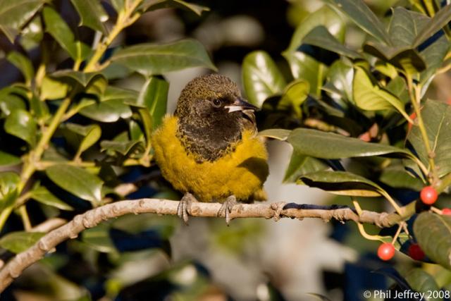 Scott's Oriole