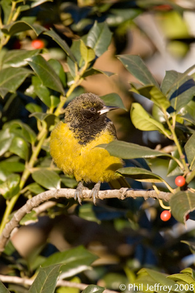 Scott's Oriole