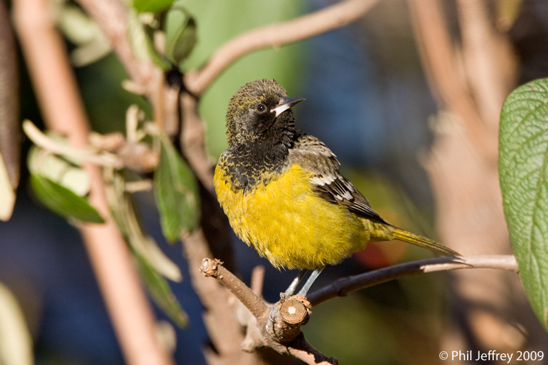 Scott's Oriole