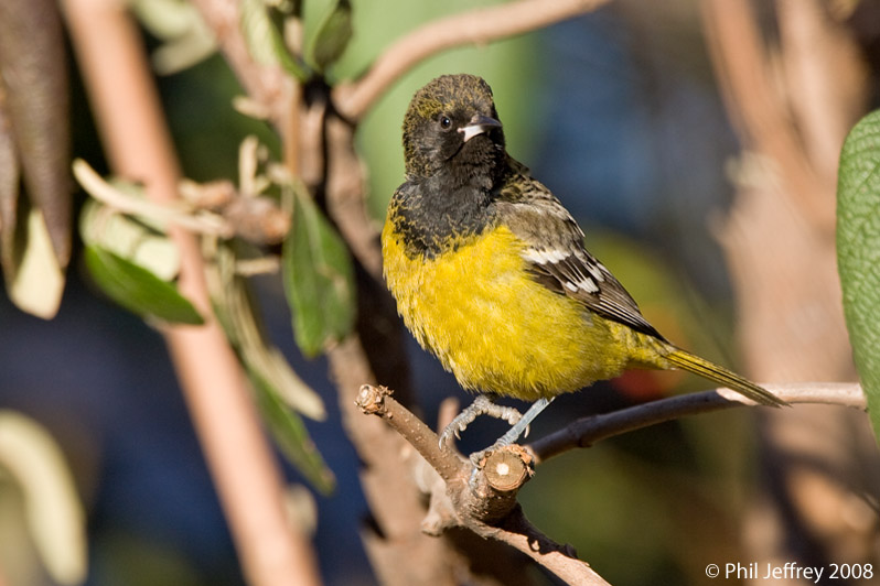 Scott's Oriole