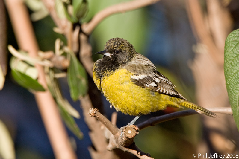 Scott's Oriole