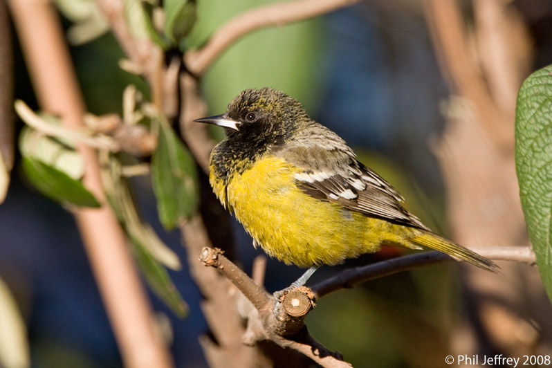 Scott's Oriole