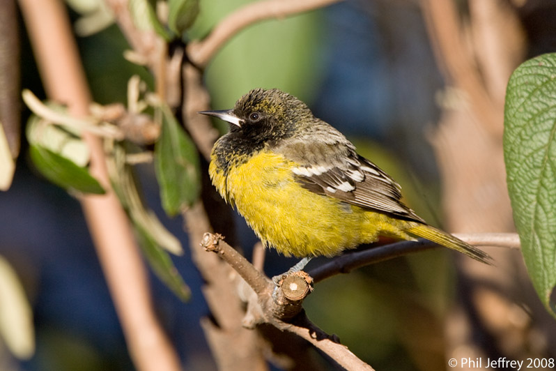 Scott's Oriole