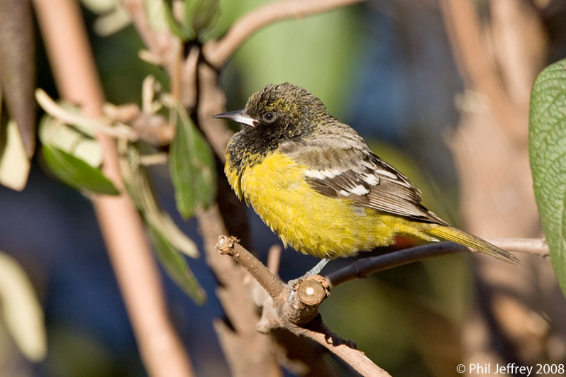 Scott's Oriole