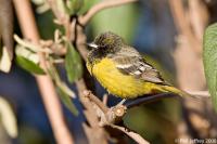 Scott's Oriole