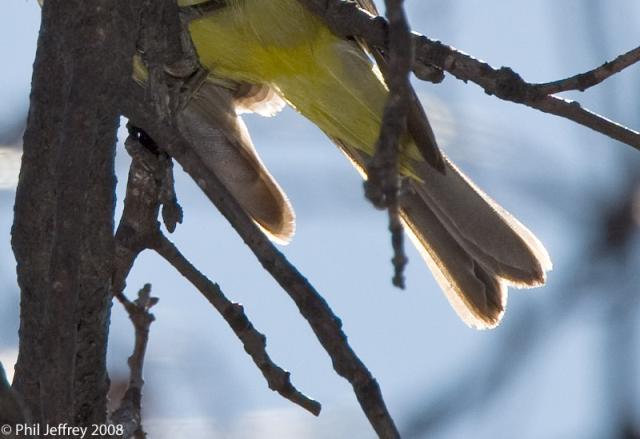 Western Tanager