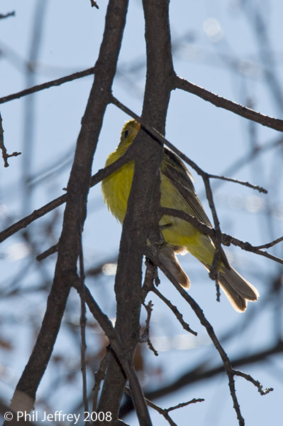 Western Tanager