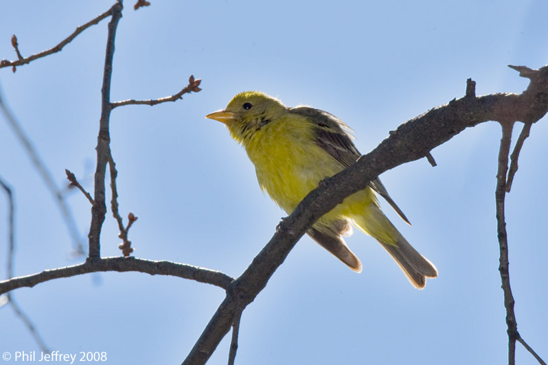 Western Tanager