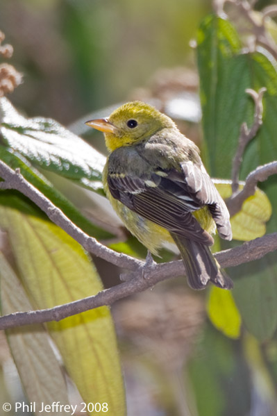 Western Tanager