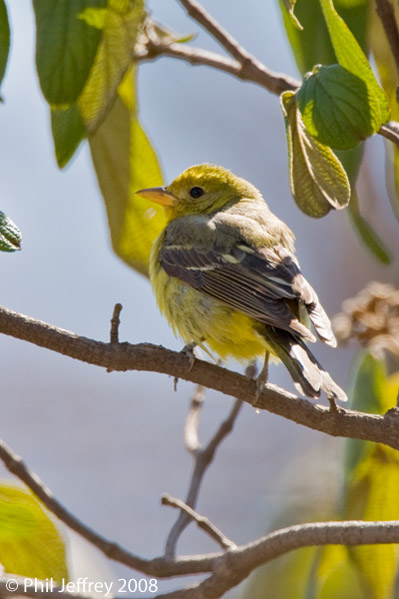 Western Tanager