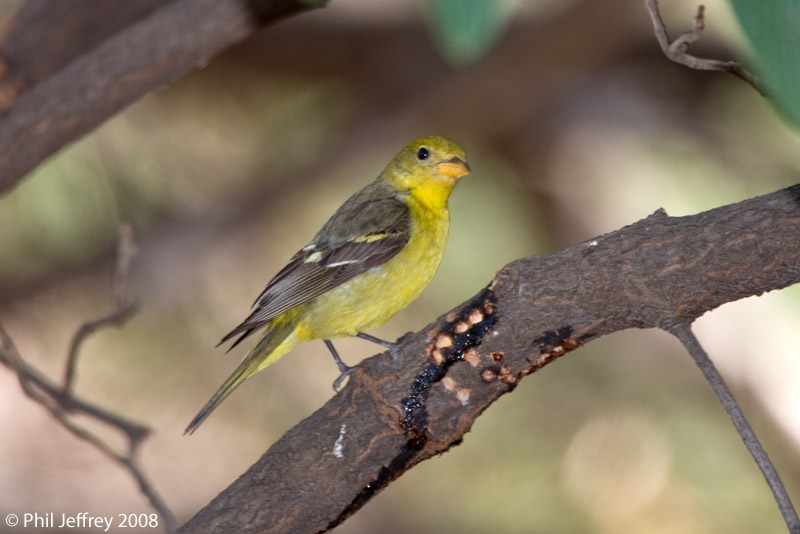 Western Tanager