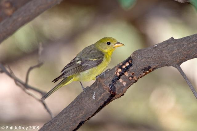 Western Tanager