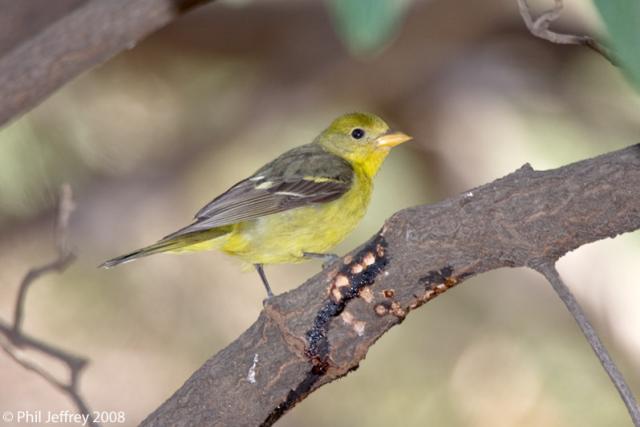 Western Tanager