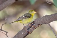 Western Tanager