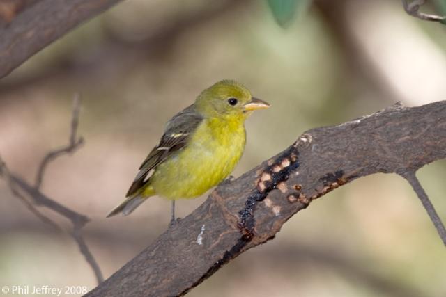Western Tanager