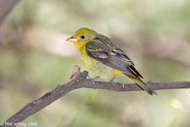 Western Tanager