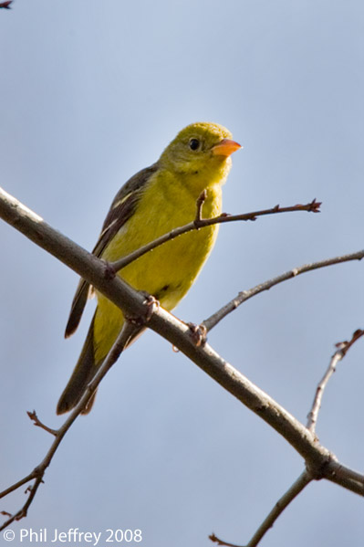 Western Tanager